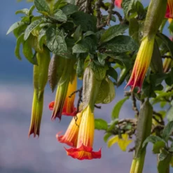 Engelstrompete rot-gelb - Riesenblüten für Ihre Terrasse