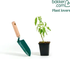 Engelstrompete rot-gelb - Riesenblüten für Ihre Terrasse