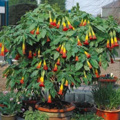 Engelstrompete rot-gelb - Riesenblüten für Ihre Terrasse