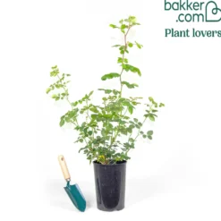 Englische Kletterrose ‘Bathsheba’® - Duftende Wand voller Blüten