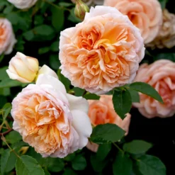 Englische Kletterrose ‘Bathsheba’® - Duftende Wand voller Blüten