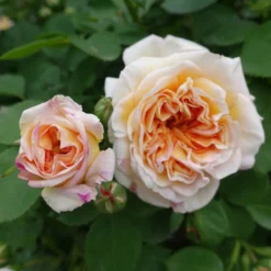 Englische Kletterrose ‘Bathsheba’® - Duftende Wand voller Blüten