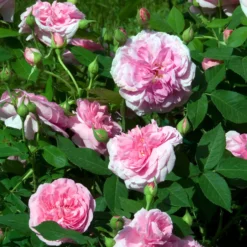 Englische Kletterrose 'Gertrude Jekyll'® - Duft wie im Rosengarten