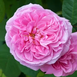 Englische Kletterrose 'Gertrude Jekyll'® - Duft wie im Rosengarten