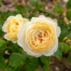 Englische Rose ‘Claire Austin’® - Duft und Charme im Beet