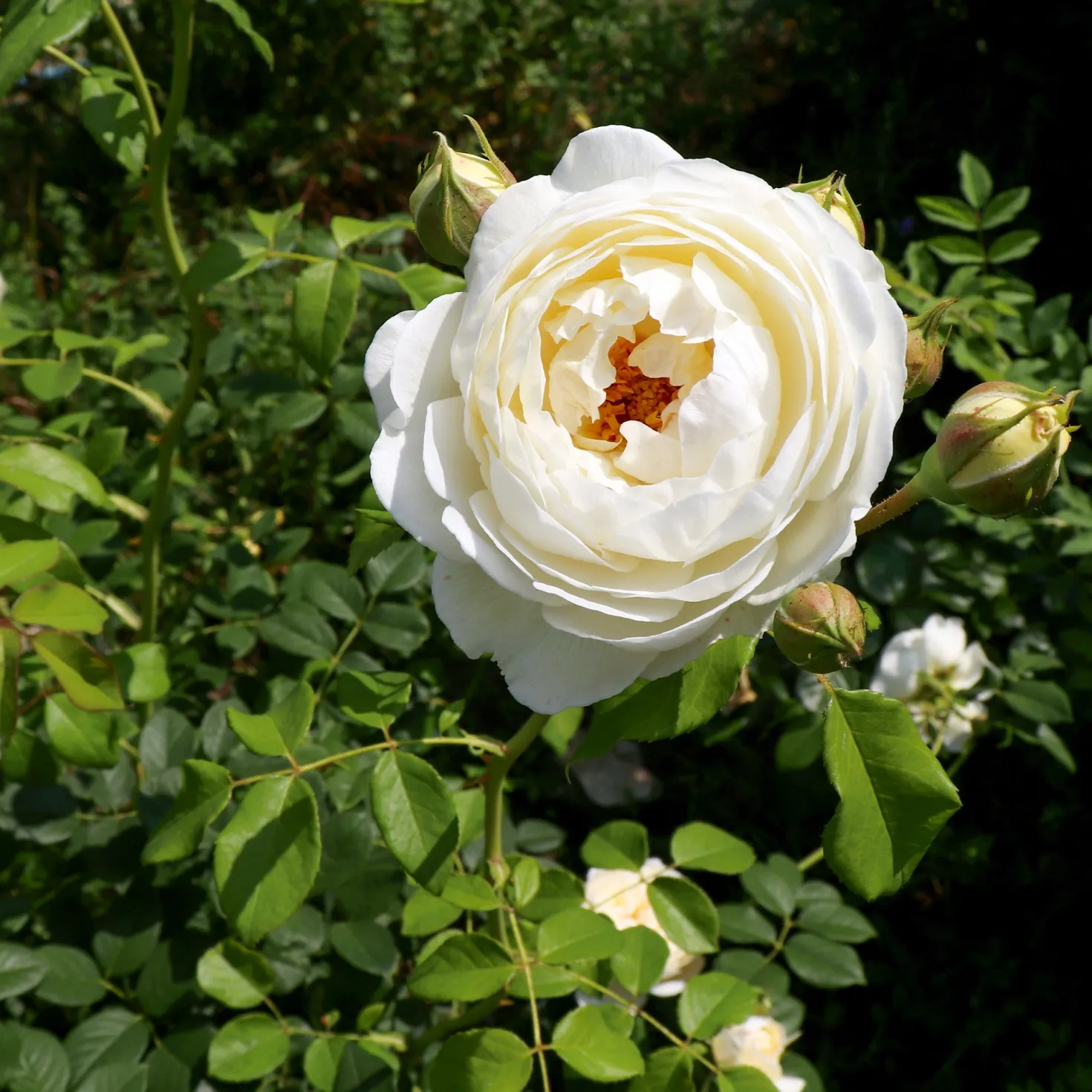 Englische Rose ‘Claire Austin’® - Duft und Charme im Beet