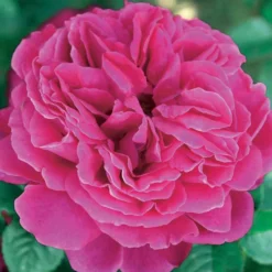 Englische Rose Fish Ausgreen ®. - Rosen, die einfach blühen