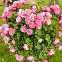 Englische Rose ‘Her’s Ausgreen’® - Duft und Blüten bis Oktober