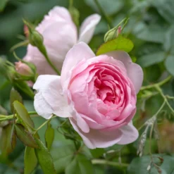 Englische Rose ‘Her’s Ausgreen’® - Duft und Blüten bis Oktober