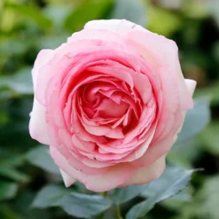 Englische Rose ‘Her’s Ausgreen’® - Duft und Blüten bis Oktober