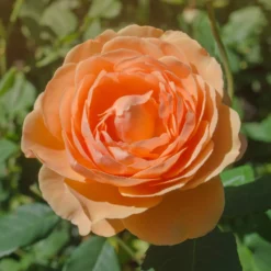 Englische Rose 'Lady of Shalott'® - Aprikosenrose ganz einfach