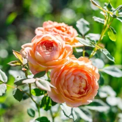 Englische Rose 'Lady of Shalott'® - Aprikosenrose ganz einfach