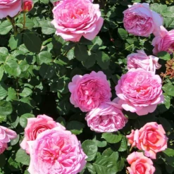 Englische Rosen Kollektion (x2) - Rosenduft ohne Aufwand