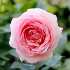 Englische Rosen Kollektion (x2) - Rosenduft ohne Aufwand
