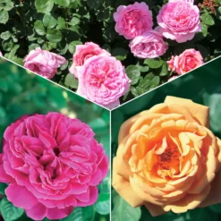 Englische Rosen Kollektion (x3) - Duft und Blüten den ganzen Sommer