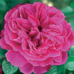 Englische Rosen Kollektion (x3) - Duft und Blüten den ganzen Sommer