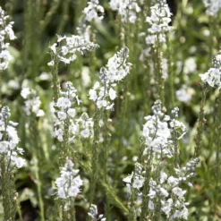 Enzianblättriger Ehrenpreis - Zarte Blüten, robuste Pflanze
