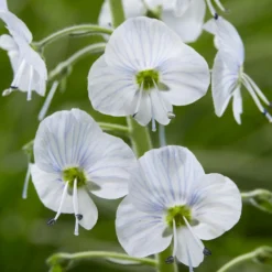 Enzianblättriger Ehrenpreis - Zarte Blüten, robuste Pflanze