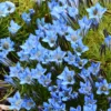 Enzian Blue Star® - Leuchtendes Blau im Spätsommer