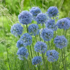Enzianlauch (x20) - Himmelblau im Sommerbeet