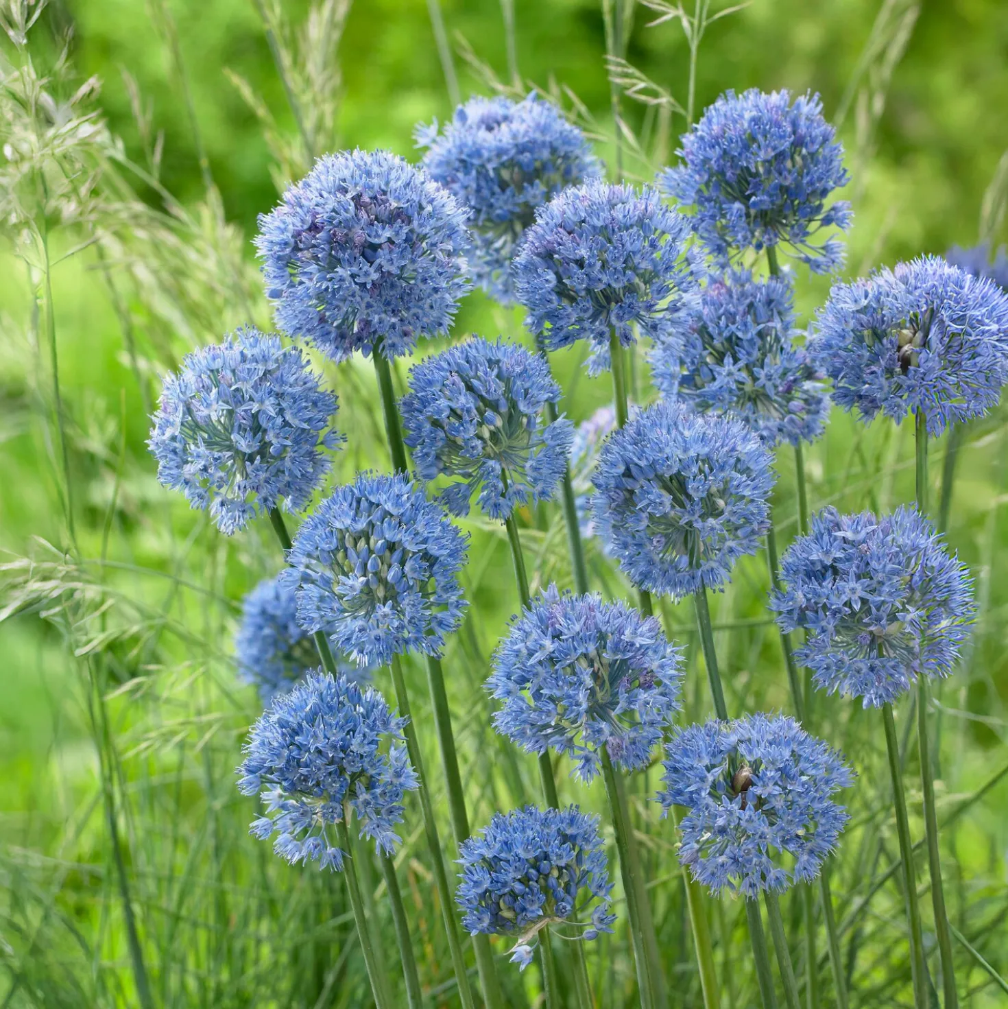 Enzianlauch (x20) - Himmelblau im Sommerbeet