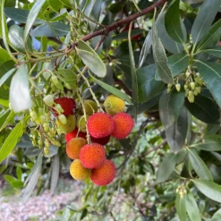 Erdbeerbaum Atlantic - Blüte und Frucht zugleich