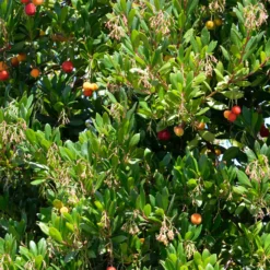 Erdbeerbaum Atlantic - Blüte und Frucht zugleich