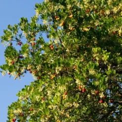 Erdbeerbaum - Blüten und Früchte zugleich