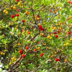 Erdbeerbaum - Blüten und Früchte zugleich