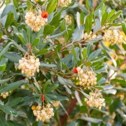 Erdbeerbaum - Blüten und Früchte zugleich