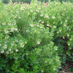 Erdbeerbaum ‘Compacta’ - Blüten und Früchte zugleich