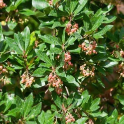 Erdbeerbaum Rubra - Blüten und Früchte zugleich