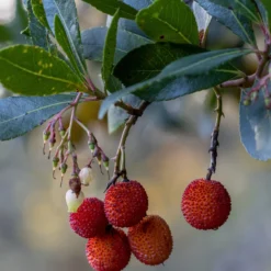 Erdbeerbaum Rubra - Blüten und Früchte zugleich