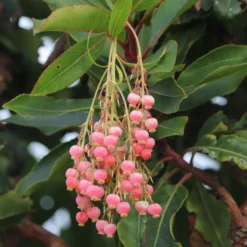 Erdbeerbaum Rubra - Blüten und Früchte zugleich