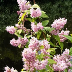 Erdbeerduft-Deutzie - Rosa Blütenzauber im Garten