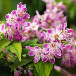 Erdbeerduft-Deutzie - Rosa Blütenzauber im Garten