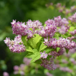 Erdbeerduft-Deutzie - Rosa Blütenzauber im Garten