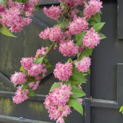 Erdbeerduft-Deutzie - Rosa Blütenzauber im Garten