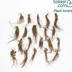 Erdbeere ‘La Savoureuse de Willemse®’ (x20) - Ernte den ganzen Sommer
