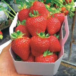 Erdbeere Magnum ® COV Marionnet 97 - Große Früchte, wenig Aufwand
