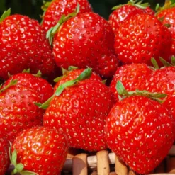Erdbeere ‘Mara des Bois’ - Waldaroma den ganzen Sommer