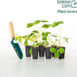 Erdbeere ‘Mara des Bois’ - Waldaroma den ganzen Sommer