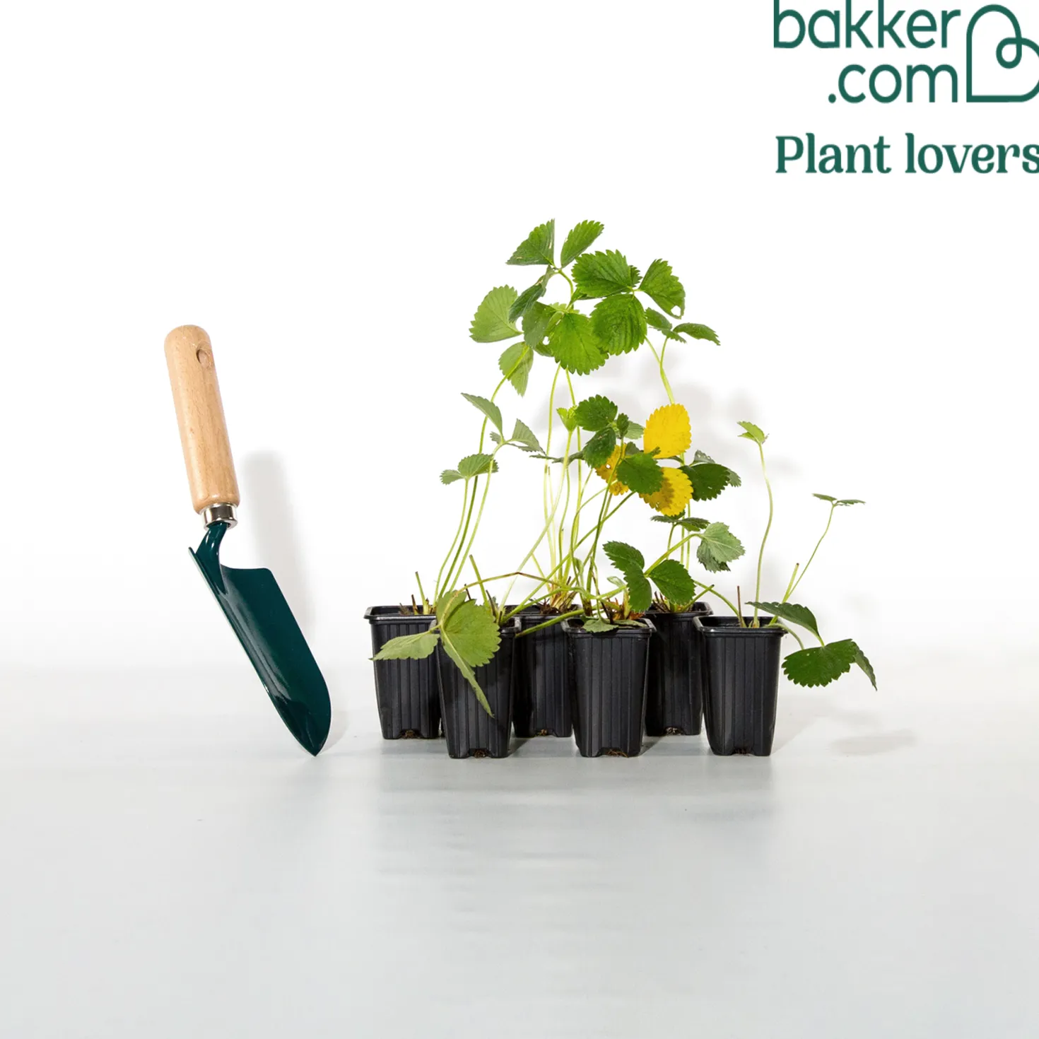 Erdbeere Mariguette ® COV Marionnet 99 - Süße Ernte den ganzen Sommer