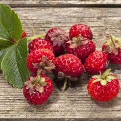 Erdbeeren-Kollektion 'Pineberry' & 'Framberry' (x4) - Weiße und rote Erdbeeren, einzigartig