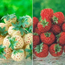 Erdbeeren-Kollektion 'Pineberry' & 'Framberry' (x4) - Weiße und rote Erdbeeren, einzigartig