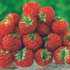 Erdbeeren-Kollektion 'Pineberry' & 'Framberry' (x4) - Weiße und rote Erdbeeren, einzigartig
