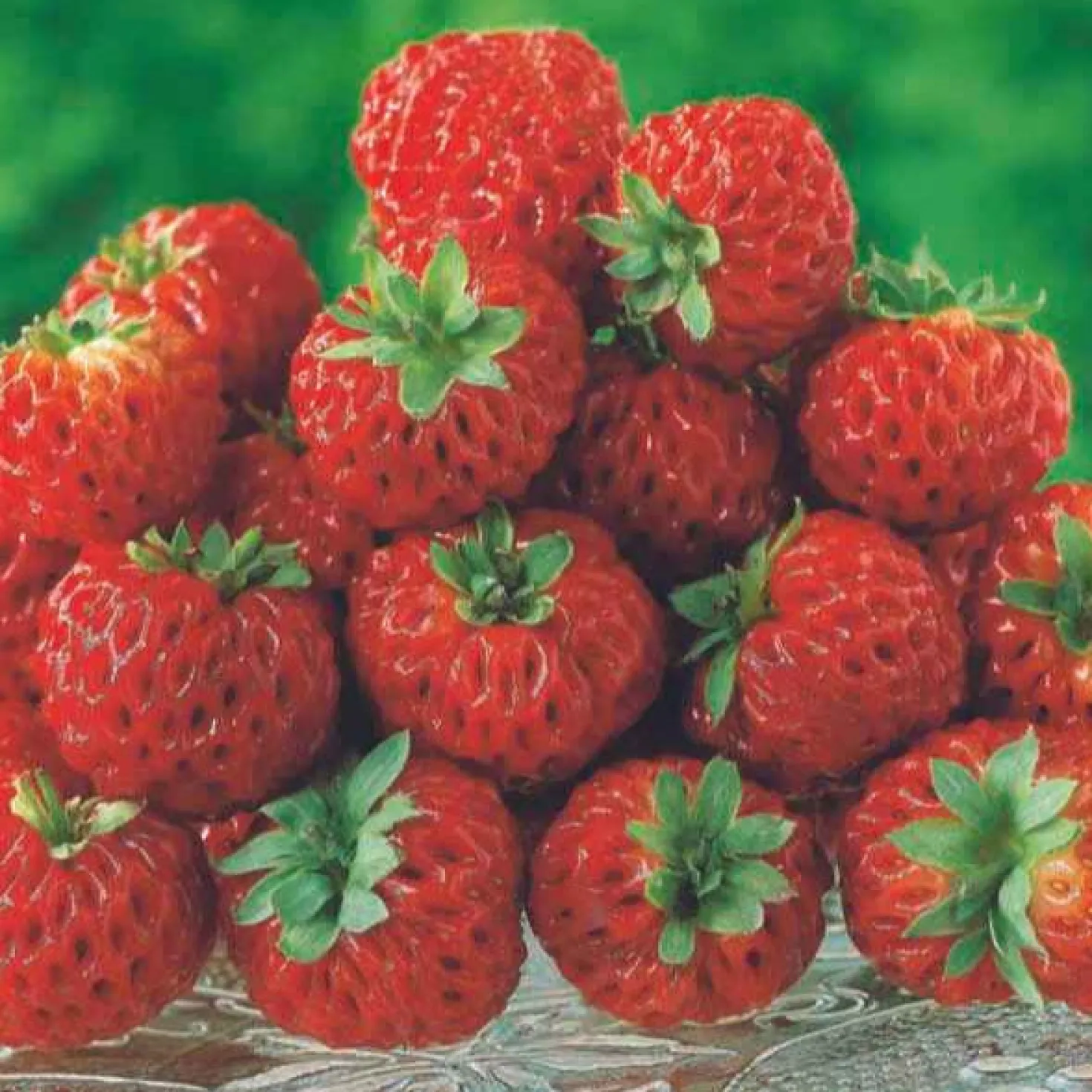 Erdbeeren-Kollektion 'Pineberry' & 'Framberry' (x4) - Weiße und rote Erdbeeren, einzigartig