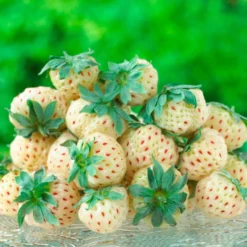 Erdbeeren-Kollektion 'Pineberry' & 'Framberry' (x4) - Weiße und rote Erdbeeren, einzigartig