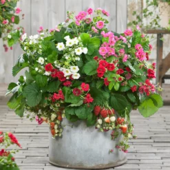 Erdbeeren ‘Summer Breeze’ Mischung (x3) - Naschen und blühen zugleich