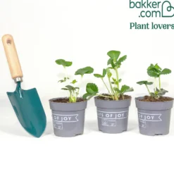 Erdbeeren ‘Summer Breeze’ Mischung (x3) - Naschen und blühen zugleich